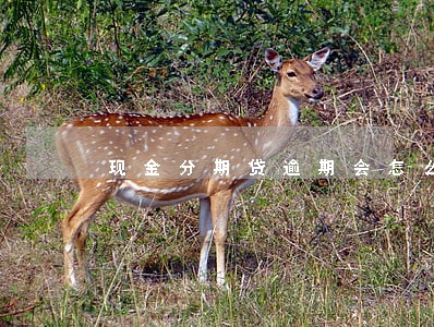 现金分期贷逾期会怎么样 现金分期贷逾期会怎么样