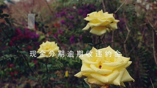 现金分期逾期收违约金 现金分期逾期收违约金