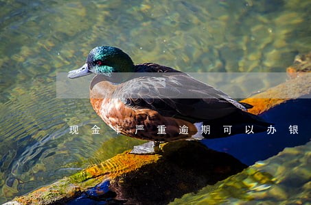 现金卡严重逾期可以办银行卡吗 现金卡严重逾期可以办银行卡吗