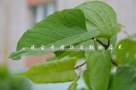 现金卡借款逾期的后果 现金卡借款逾期的后果