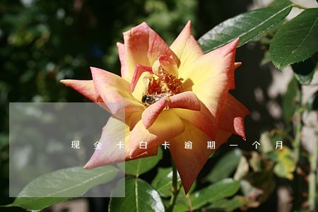 现金卡白卡逾期一个月 现金卡白卡逾期一个月