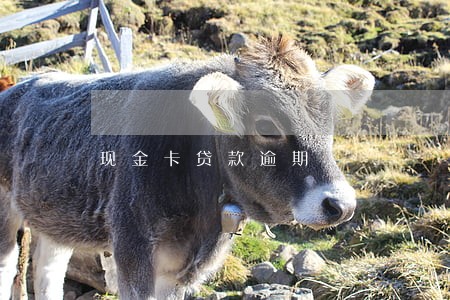 现金卡贷款逾期 现金卡贷款逾期