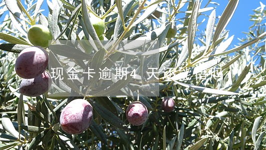 现金卡逾期4天还能借吗 现金卡逾期4天还能借吗