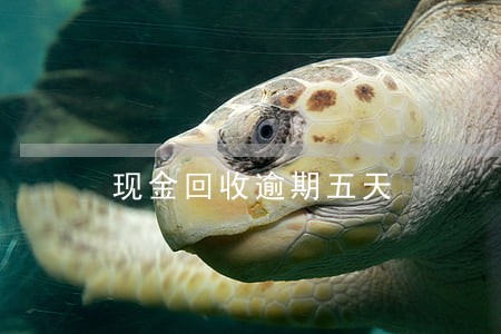 现金回收逾期五天 现金回收逾期五天