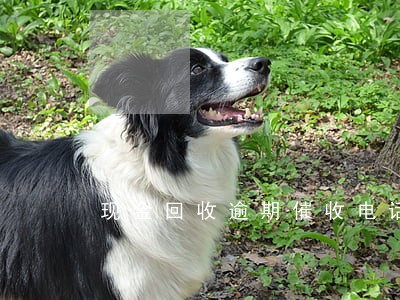 现金回收逾期催收电话 现金回收逾期催收电话