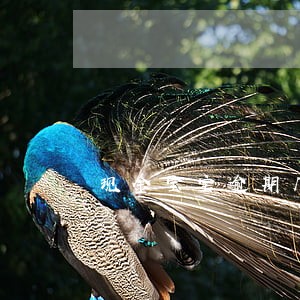 现金宝宝逾期几天 现金宝宝逾期几天