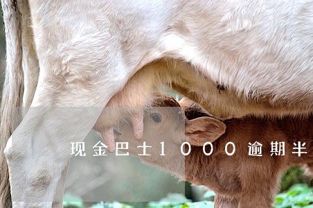 现金巴士1000逾期半年