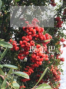 现金巴士分期逾期3天 现金巴士分期逾期3天