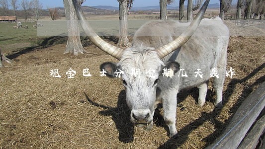 现金巴士分期逾期几天轰炸 现金巴士分期逾期几天轰炸