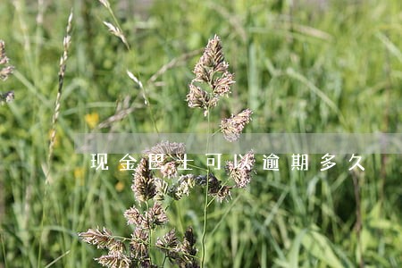 现金巴士可以逾期多久 现金巴士可以逾期多久