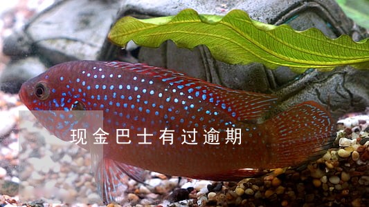 现金巴士有过逾期 现金巴士有过逾期