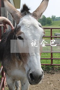 现金巴士能逾期四天 现金巴士能逾期四天