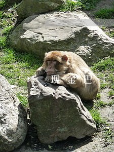 现金巴士能逾期多久 现金巴士能逾期多久
