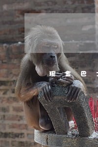 现金巴士逾期120多天 现金巴士逾期120多天