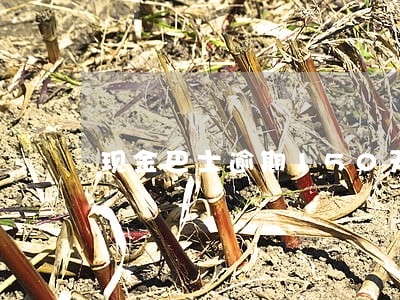 现金巴士逾期150天 现金巴士逾期150天