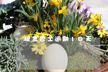 现金巴士逾期18天 现金巴士逾期18天