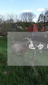 现金巴士逾期36天