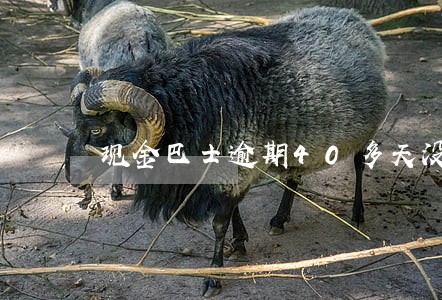 现金巴士逾期40多天没收到短信 现金巴士逾期40多天没收到短信
