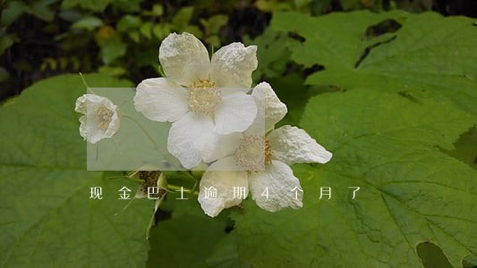 现金巴士逾期4个月了 现金巴士逾期4个月了