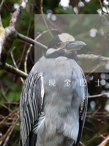 现金巴士逾期6天爆通讯录 现金巴士逾期6天爆通讯录