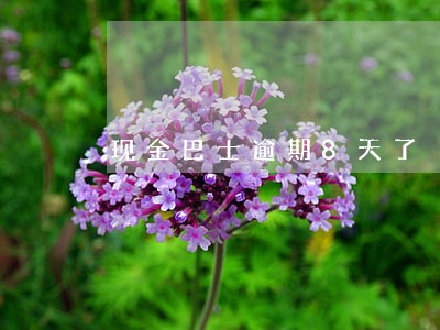 现金巴士逾期8天了 现金巴士逾期8天了
