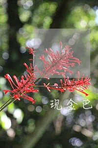现金巴士逾期8天条条 现金巴士逾期8天条条