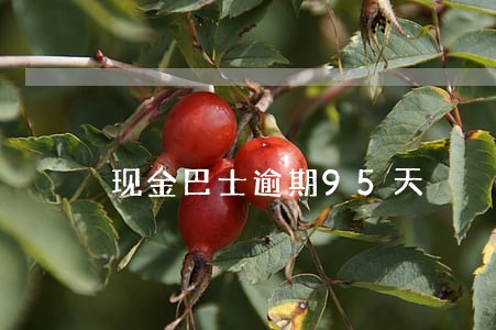 现金巴士逾期95天 现金巴士逾期95天