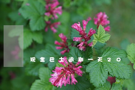 现金巴士逾期一天20 现金巴士逾期一天20