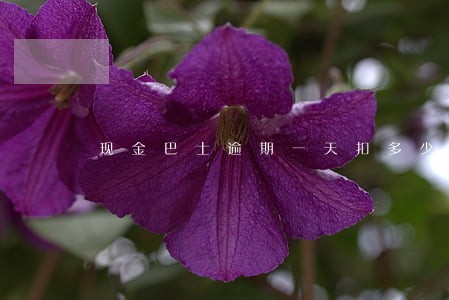 现金巴士逾期一天扣多少 现金巴士逾期一天扣多少