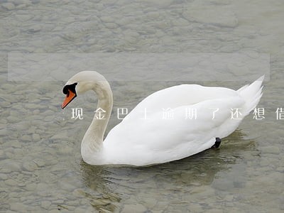 现金巴士逾期了还想借