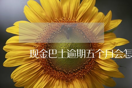 现金巴士逾期五个月会怎么样