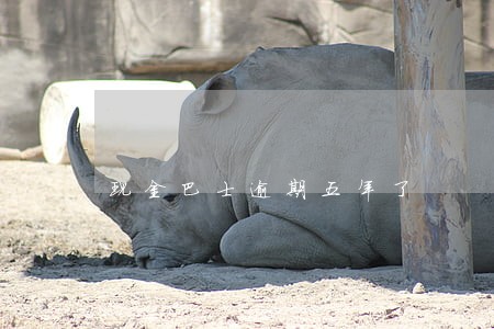 现金巴士逾期五年了