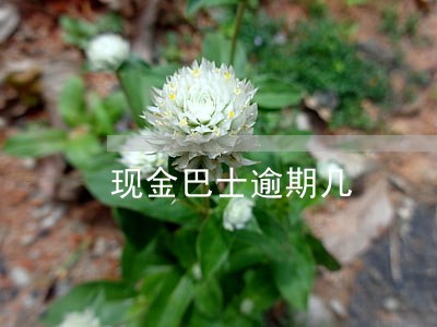 现金巴士逾期几 现金巴士逾期几