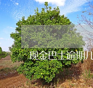 现金巴士逾期几天轰炸通讯录 现金巴士逾期几天轰炸通讯录