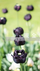 现金巴士逾期几点打通讯录 现金巴士逾期几点打通讯录