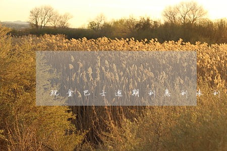 现金巴士逾期利息利滚利算 现金巴士逾期利息利滚利算