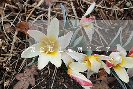 现金巴士逾期半年了 现金巴士逾期半年了