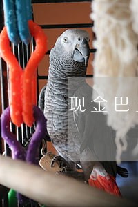 现金巴士逾期发互联网 现金巴士逾期发互联网