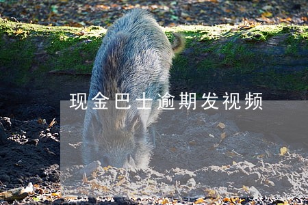 现金巴士逾期发视频 现金巴士逾期发视频