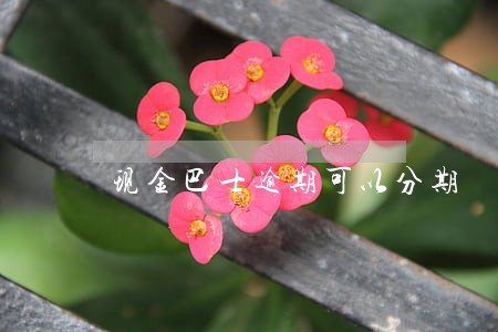 现金巴士逾期可以分期 现金巴士逾期可以分期