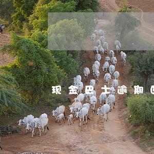 现金巴士逾期图片2017