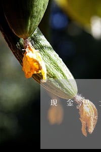 现金巴士逾期多久爆通讯录 现金巴士逾期多久爆通讯录