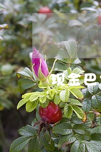 现金巴士逾期封顶 现金巴士逾期封顶