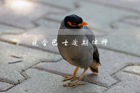 现金巴士逾期律师 现金巴士逾期律师
