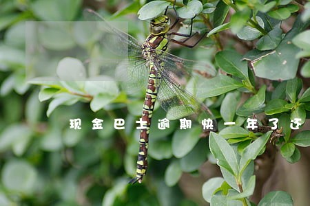 现金巴士逾期快一年了还在催收 现金巴士逾期快一年了还在催收