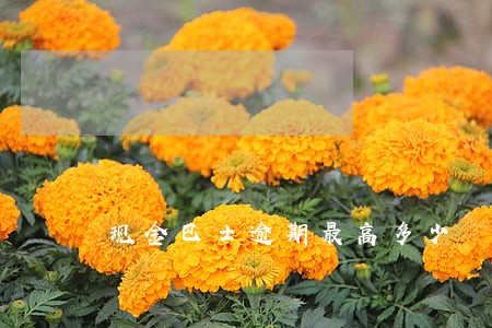 现金巴士逾期最高多少