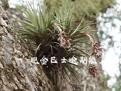 现金巴士逾期能上征信吗 现金巴士逾期能上征信吗