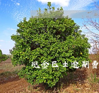 现金巴士逾期费一天多少