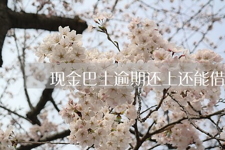 现金巴士逾期还上还能借吗 现金巴士逾期还上还能借吗
