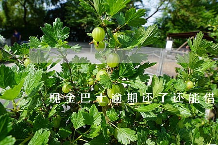 现金巴士逾期还了还能借么 现金巴士逾期还了还能借么